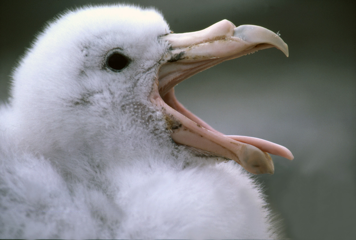 Antarctic Giant Petrel